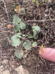 Viola utahensis