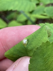 Blaesodiplosis canadensis