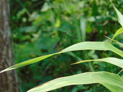 Hetaerina cruentata