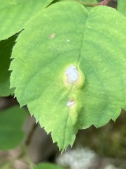 Blaesodiplosis canadensis