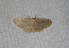 Scopula spoliata