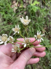 Senecio integerrimus ochroleucus