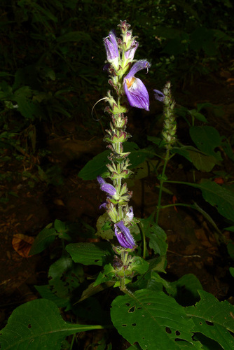 Brillantaisia madagascariensis image