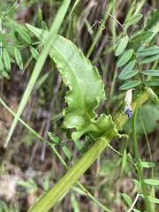 Senecio integerrimus ochroleucus