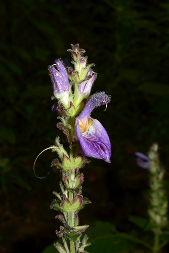 Brillantaisia madagascariensis image