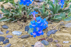 Penstemon nitidus
