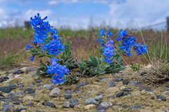 Penstemon nitidus
