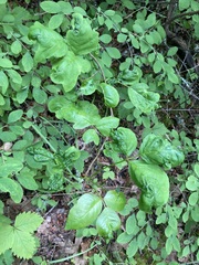 Toxicodendron diversilobum