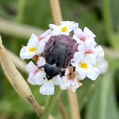 Odontocorynus salebrosus