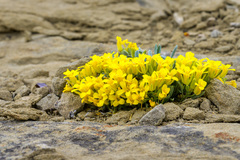 Physaria didymocarpa