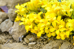 Physaria didymocarpa