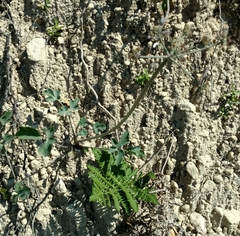 Lomatium repostum