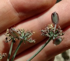 Lomatium repostum
