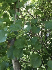 Celastrus orbiculatus