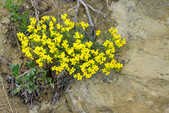 Physaria didymocarpa