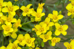 Physaria didymocarpa