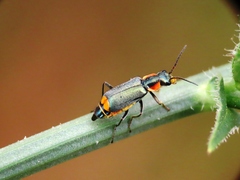 Clanoptilus marginellus