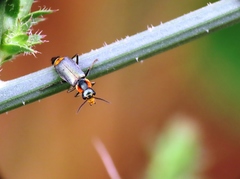 Clanoptilus marginellus