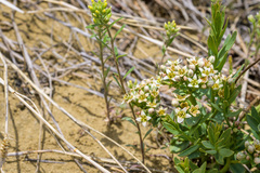 Comandra umbellata