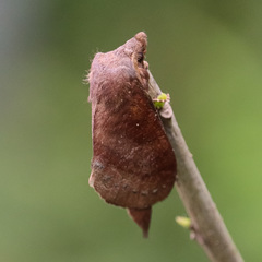 Kunugia latipennis