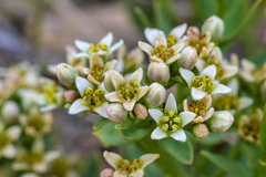 Comandra umbellata