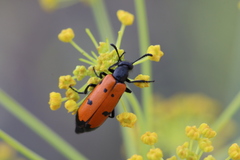 Mylabris quadripunctata