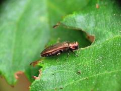 Agrilus solieri