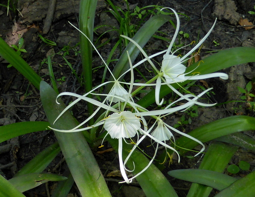 Choctaw spiderlily (Hymenocallis choctawensis)