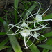 Hymenocallis choctawensis - Photo (c) Eleanor, some rights reserved (CC BY-NC)