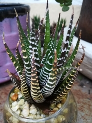 Haworthiopsis fasciata