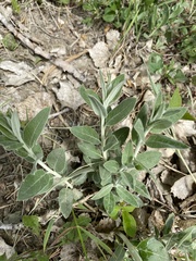 Asclepias ovalifolia