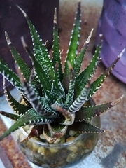 Haworthiopsis fasciata