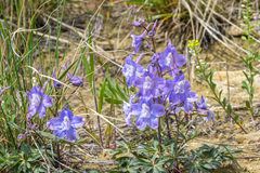Delphinium bicolor