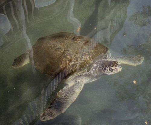 Green Sea Turtle photographed in North Carolina