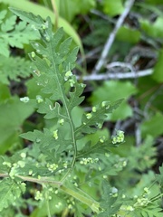 Aceria ambrosiae