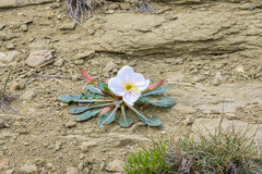 Oenothera cespitosa