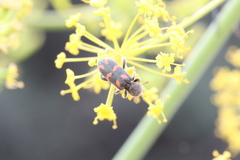 Trichodes flavocinctus