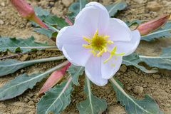 Oenothera cespitosa