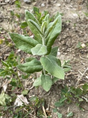 Asclepias ovalifolia
