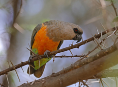 Poicephalus rufiventris