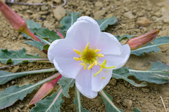 Oenothera cespitosa