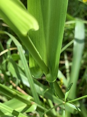 Hymenachne amplexicaulis