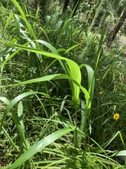 Hymenachne amplexicaulis