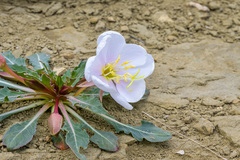 Oenothera cespitosa