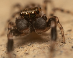 Marpissa lineata