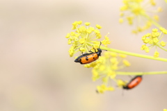 Mylabris quadripunctata