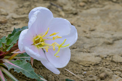 Oenothera cespitosa