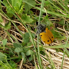 Lachnaia sexpunctata