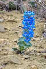 Penstemon nitidus