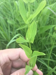 Hypericum pseudomaculatum
